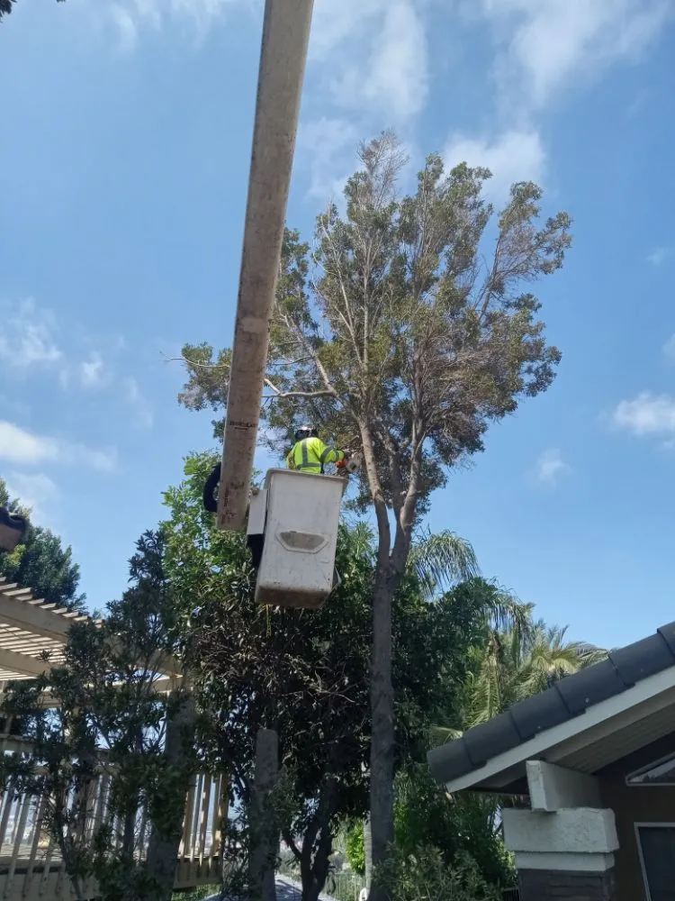 Custom garden landscaping in Riverside, CA by Romero Tree Service & Landscaping