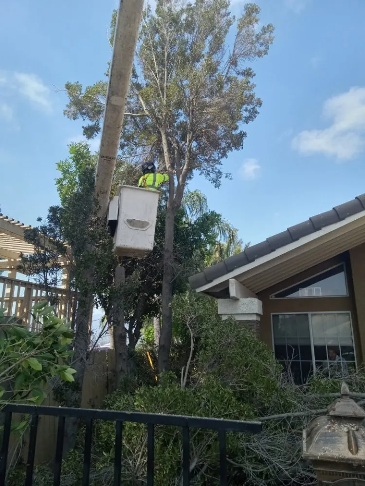 Top-rated landscaping services for beautiful yards in Riverside, CA by Romero Tree Service & Landscaping