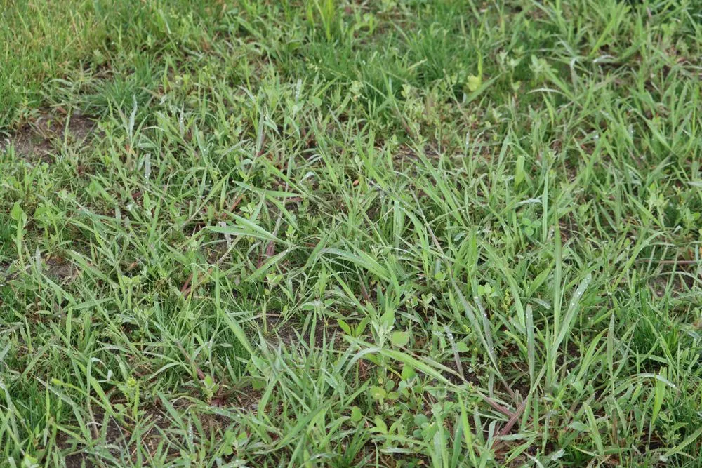 Local yard maintenance in Hobart, IN - Romes Property Maintenance