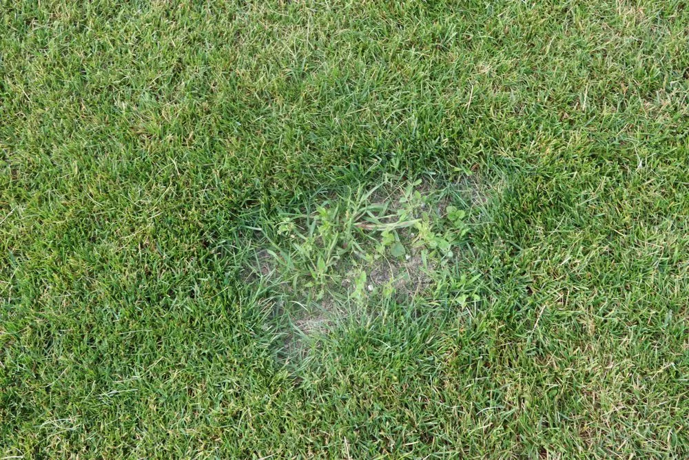 Trusted landscape installation experts serving Hobart, IN - Romes Property Maintenance