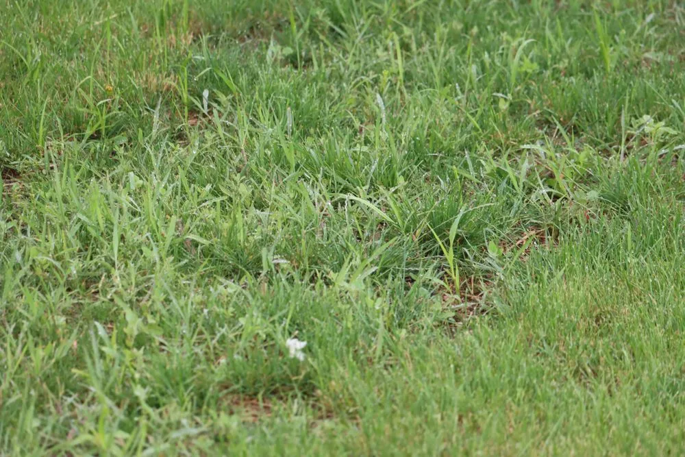 Affordable yard maintenance with custom design in Hobart, IN by Romes Property Maintenance