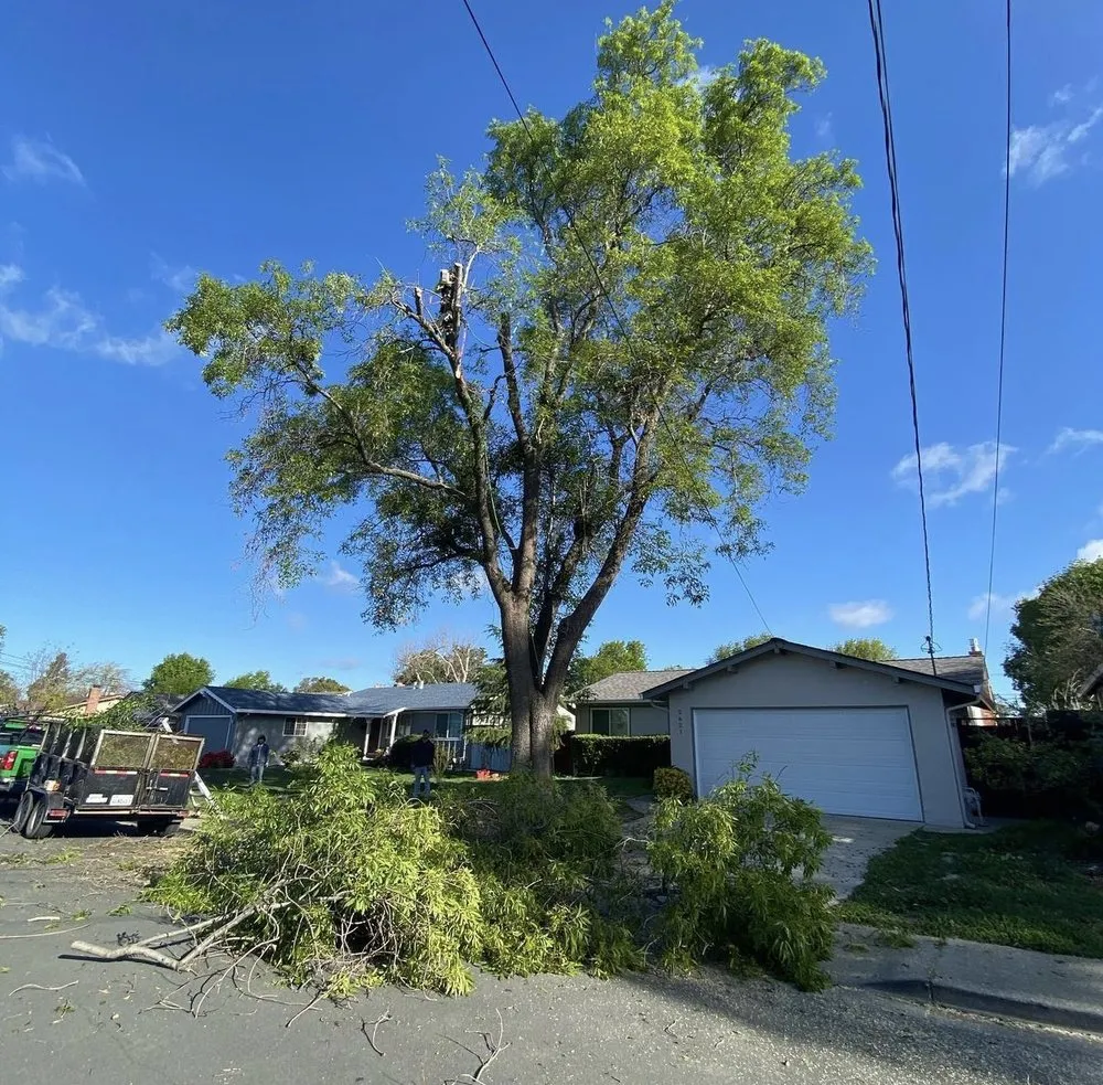Local landscape design in Pittsburg, CA by Román Garden Service