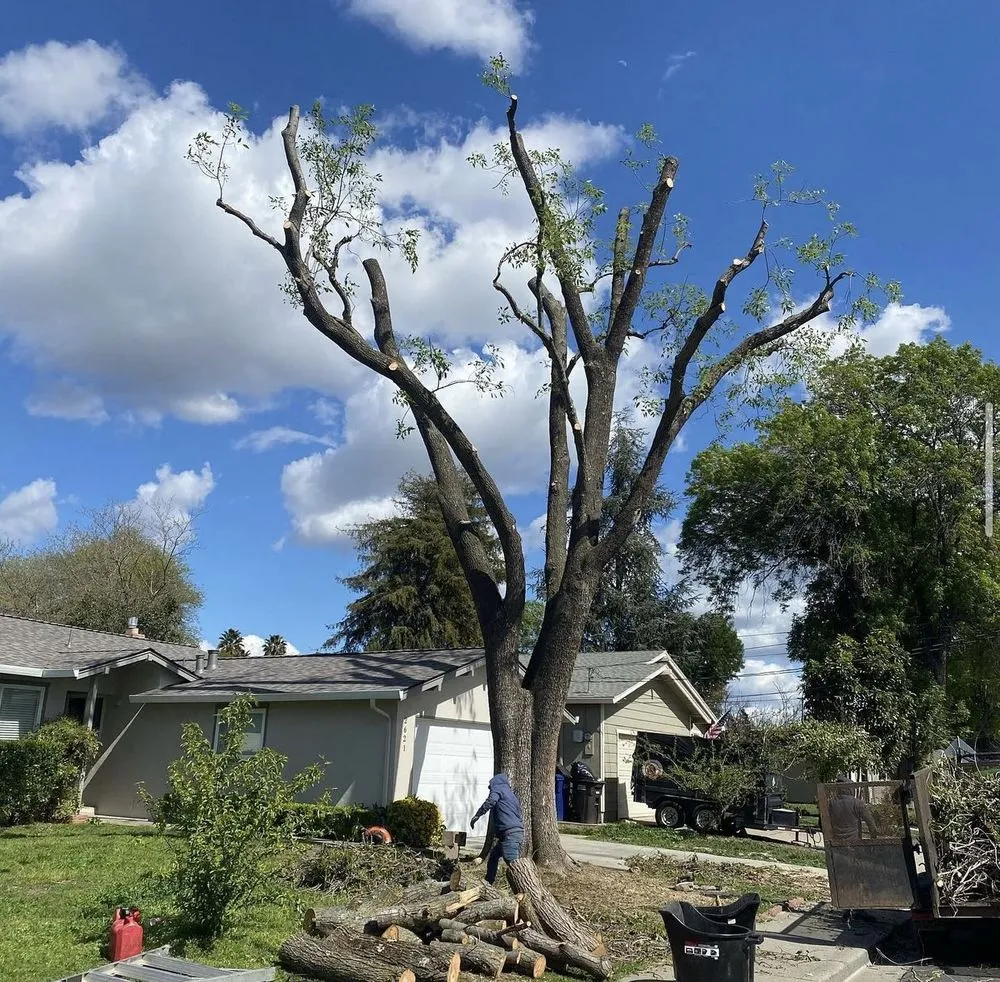 Top-rated outdoor landscaping near you in Pittsburg, CA by Román Garden Service