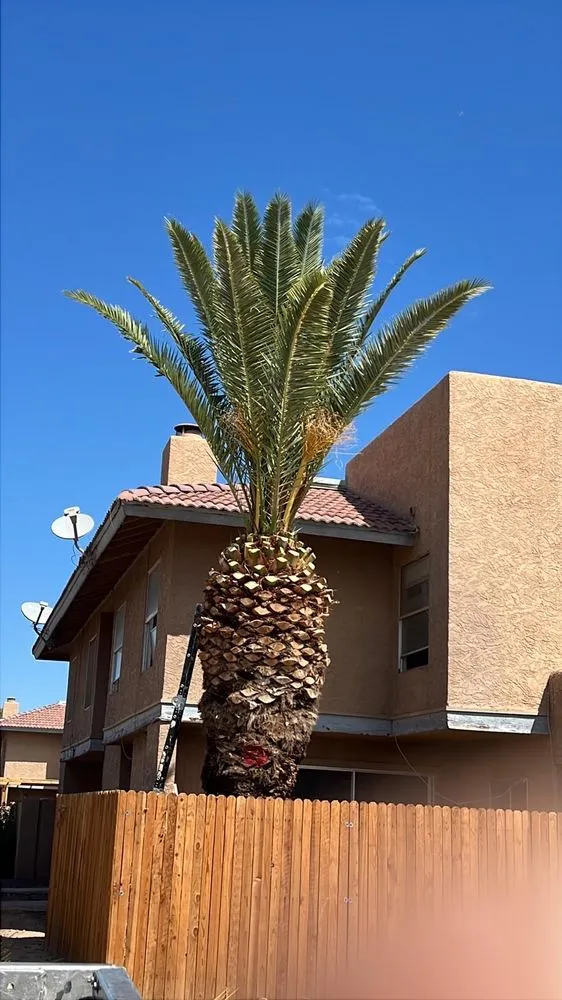 Professional residential landscaping experts serving Phoenix, AZ - Romo Landscaping