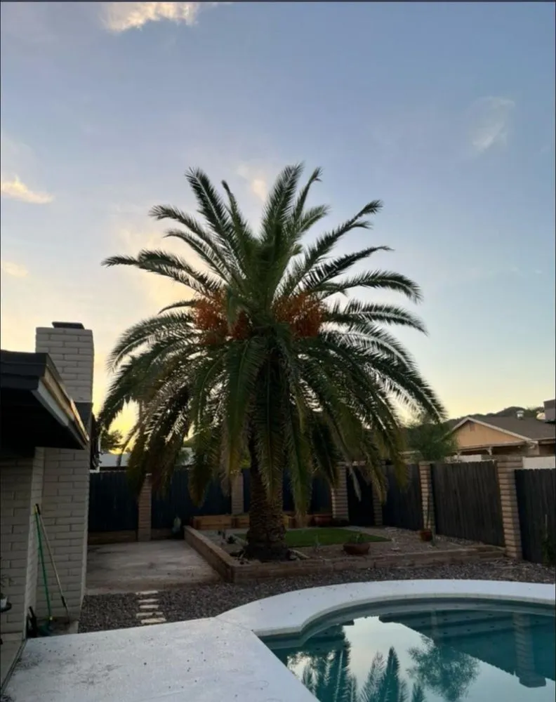 Expert lawn mowing service in Phoenix, AZ - Romo Landscaping