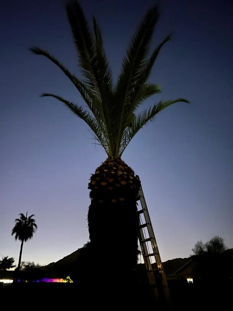 Professional outdoor landscaping with custom design across Phoenix, AZ - Romo Landscaping