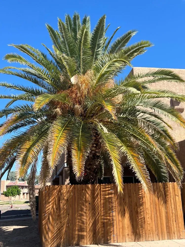 Custom landscape installation in Phoenix, AZ by Romo Landscaping