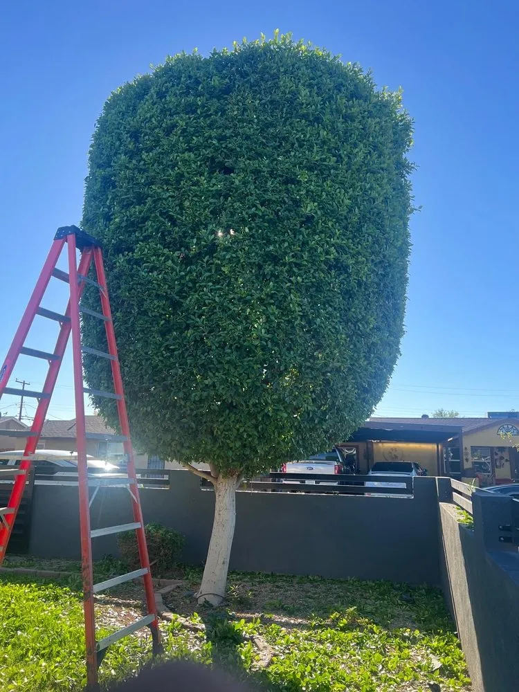 Trusted outdoor landscaping for beautiful yards across Phoenix, AZ - Romo Landscaping