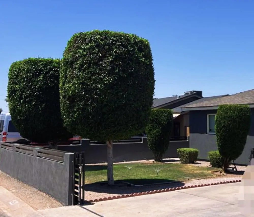 Reliable yard maintenance experts serving Phoenix, AZ - Romo Landscaping