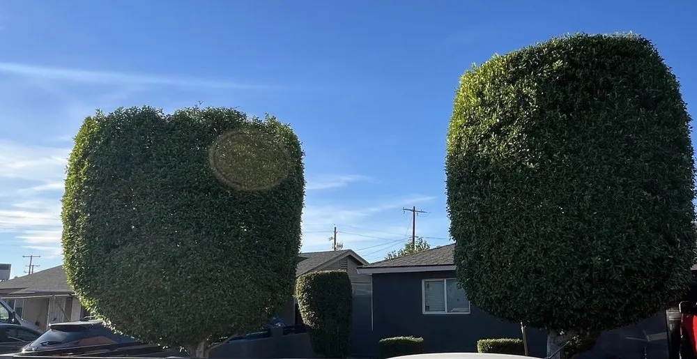 Local landscape design in Phoenix, AZ by Romo Landscaping