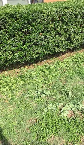 Professional outdoor landscaping in Abilene, TX - Ron & Stephs' Abilene Tx Lawns for Less