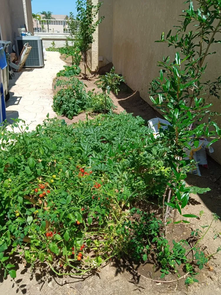 Local yard cleanup service in Poway, CA - Ron Handyman