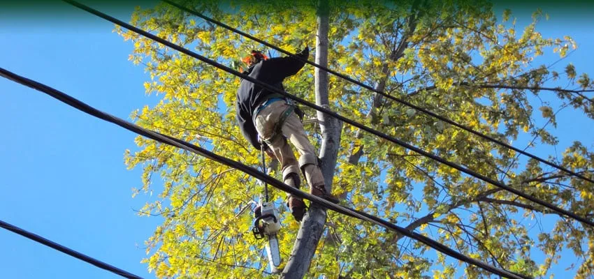 Local yard maintenance in Freeport, IL - Ron Lender Tree and Landscape Service