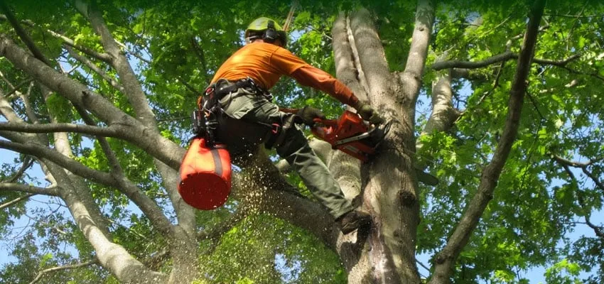 Top-rated yard maintenance in Freeport, IL by Ron Lender Tree and Landscape Service