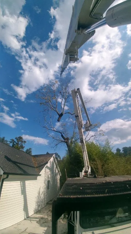 Affordable yard cleanup service experts serving Tunnel Hill, GA - Ron Raby Tree & Landscape