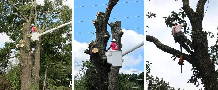 Expert outdoor landscaping experts serving Tunnel Hill, GA - Ron Raby Tree & Landscape