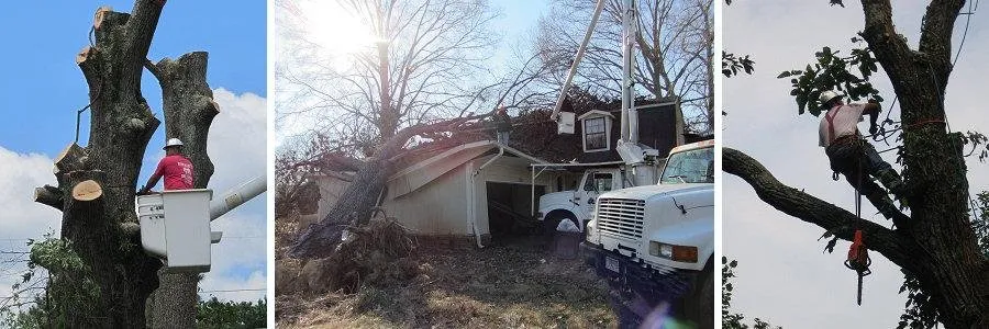 Affordable yard cleanup service for year-round maintenance across Tunnel Hill, GA - Ron Raby Tree & Landscape
