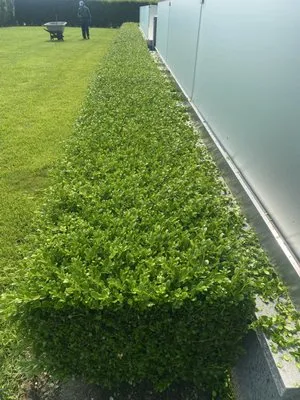 Ronald Landscaping Logo