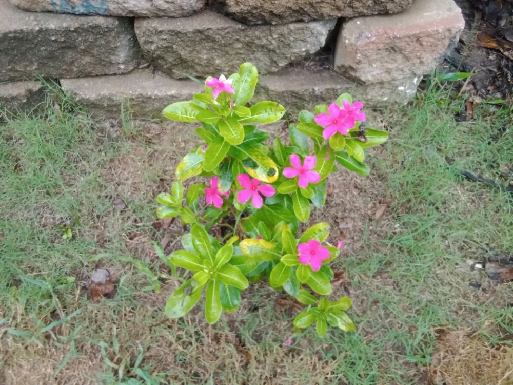 Affordable outdoor landscaping with custom design across Commerce, GA - Rondo's Sod Patching