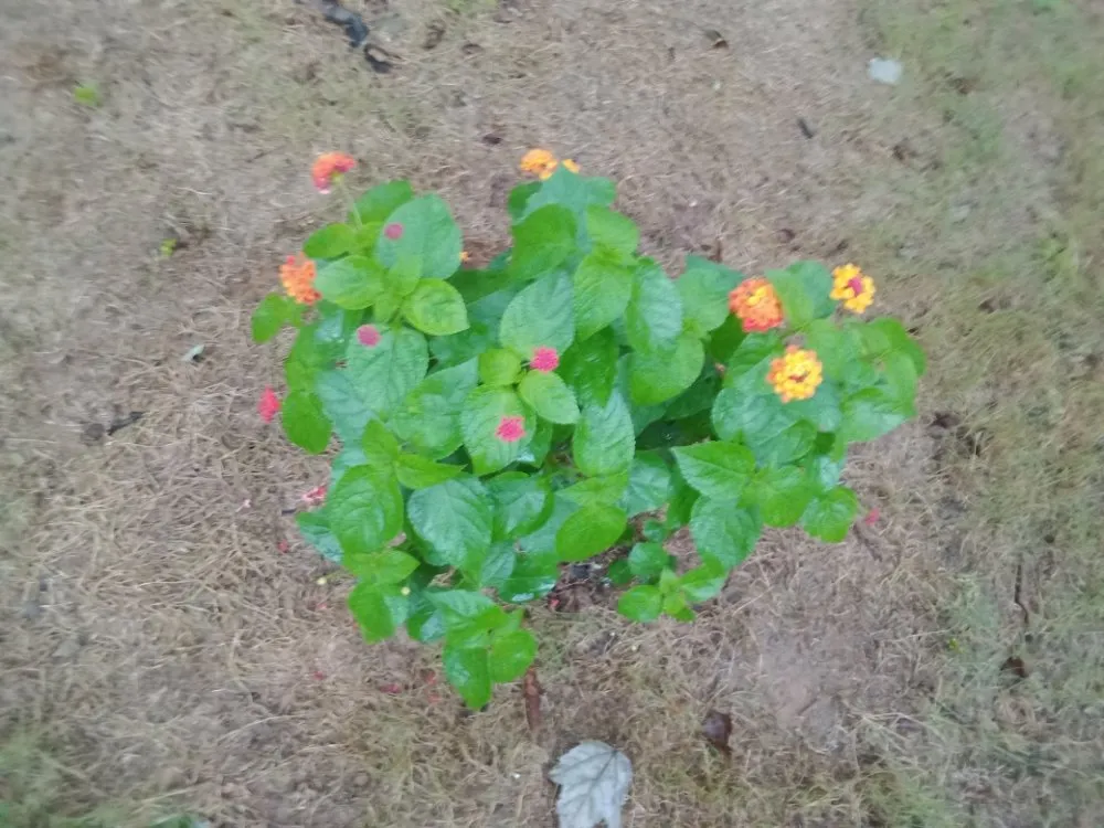 Expert outdoor landscaping for residential properties in Commerce, GA by Rondo's Sod Patching