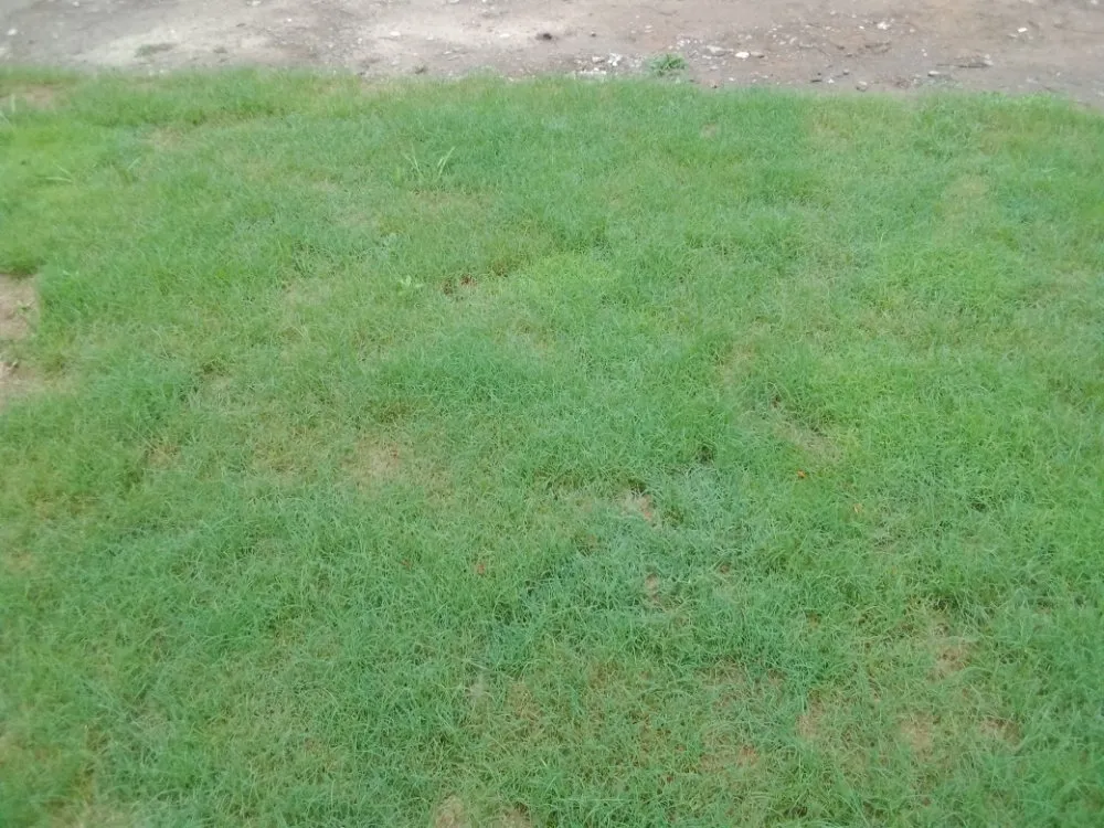 Custom outdoor landscaping with custom design in Commerce, GA by Rondo's Sod Patching