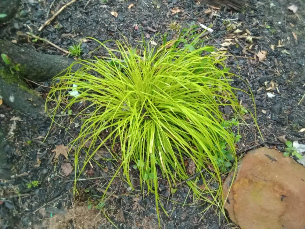 Local garden landscaping for homes in Commerce, GA by Rondo's Sod Patching