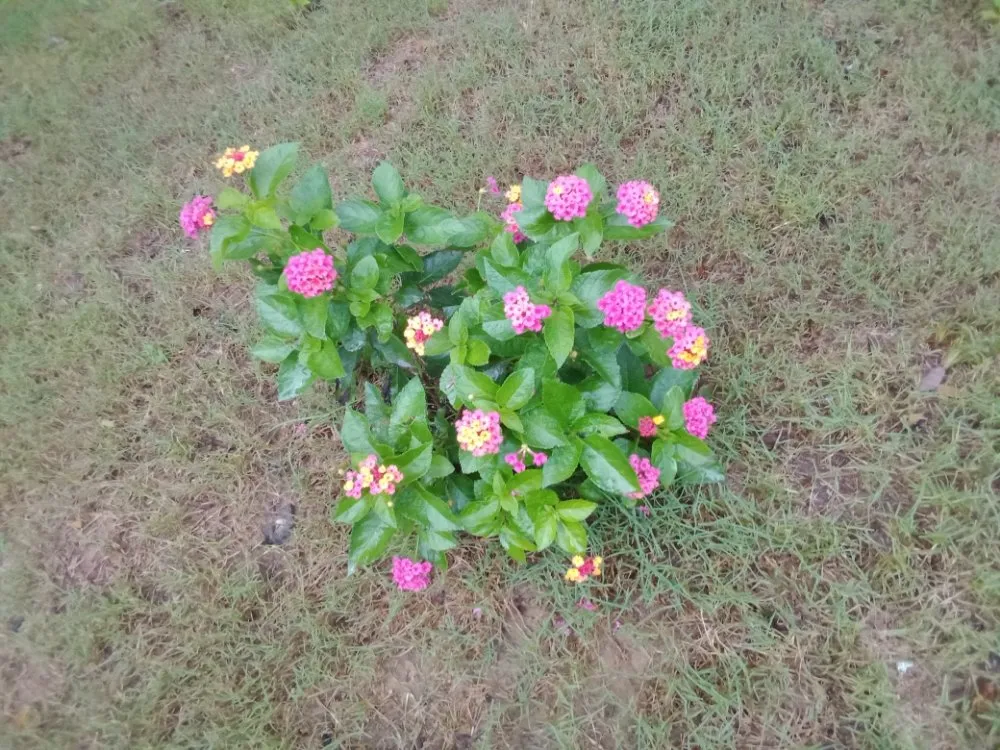 Trusted yard cleanup service in Commerce, GA - Rondo's Sod Patching