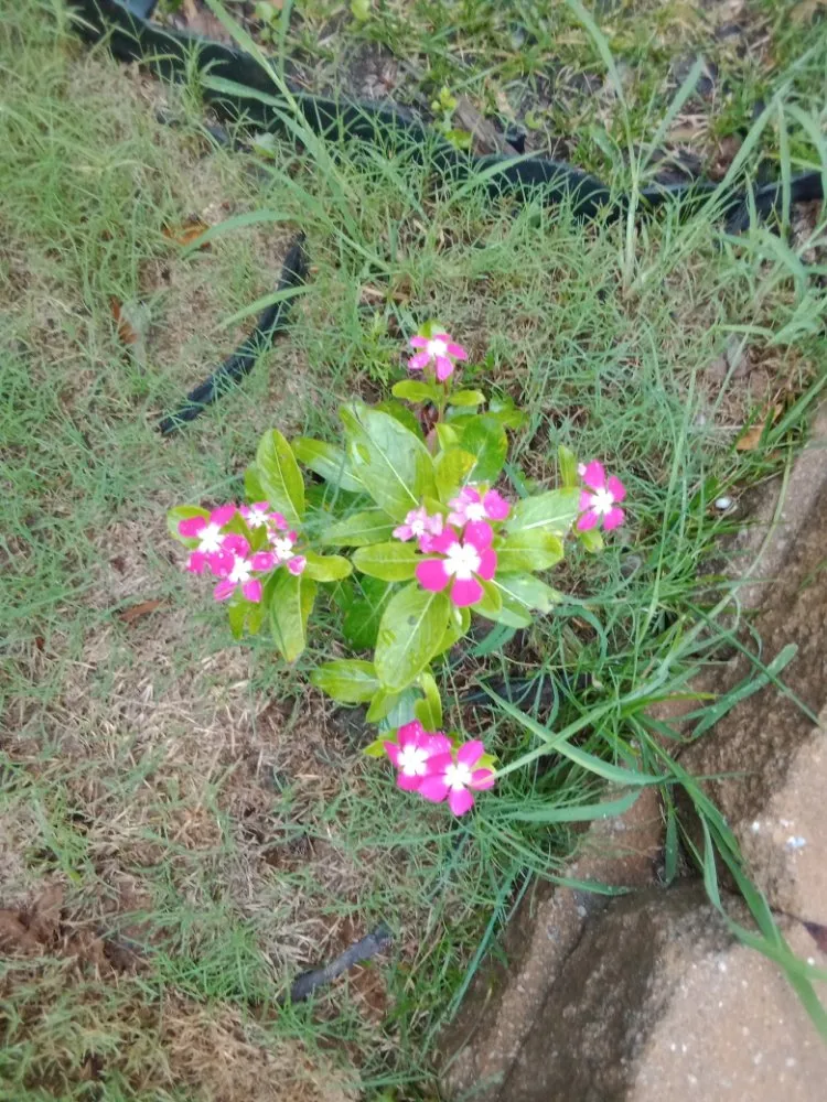 Top-rated yard cleanup service in Commerce, GA - Rondo's Sod Patching