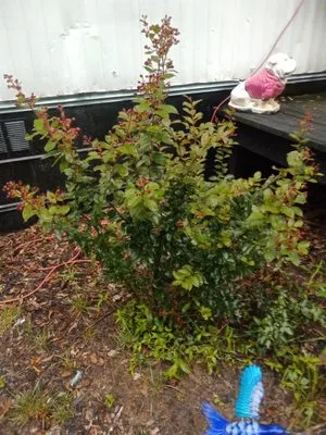 Rondo's Sod Patching