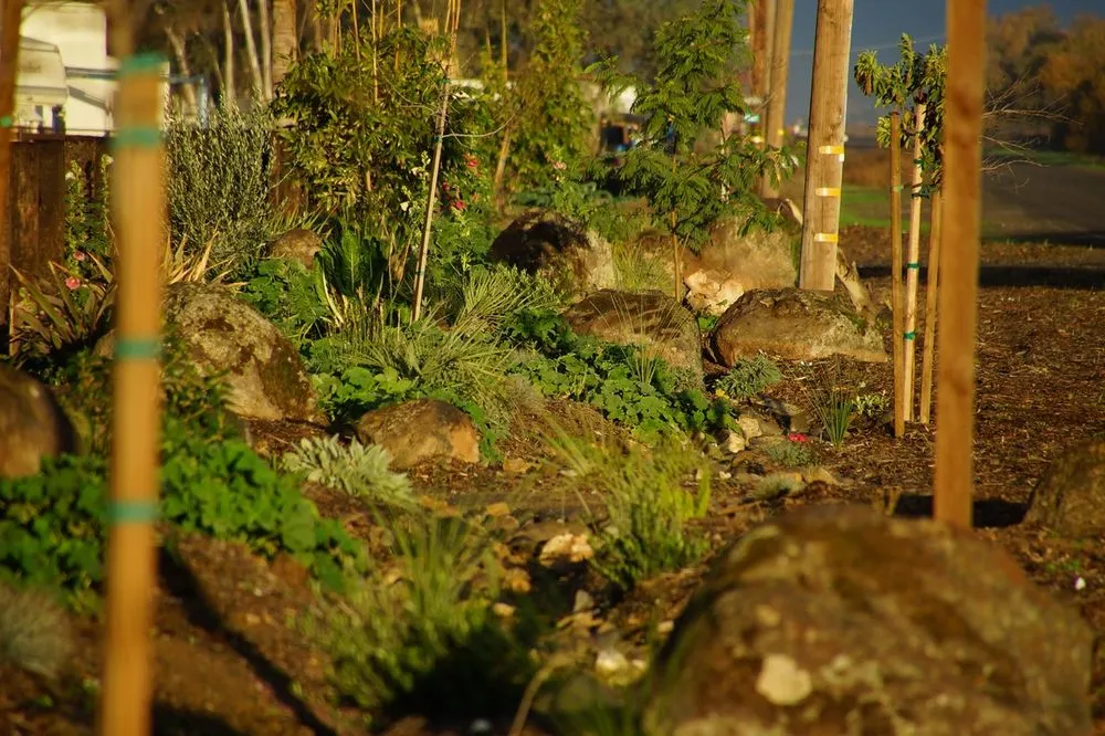 Reliable lawn care service in Los Banos, CA by Ronnys