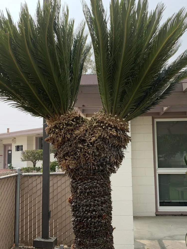 Reliable yard cleanup service for outdoor upgrades across Hanford, CA - Ron’s Gardening