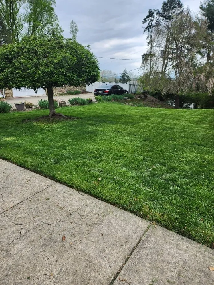 Expert yard cleanup service for beautiful yards across Shenandoah, PA - Ron's Lawn Care