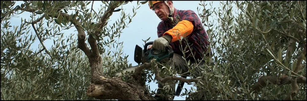 Custom lawn care service in Gaffney, SC by Ron's Lawn Mowing