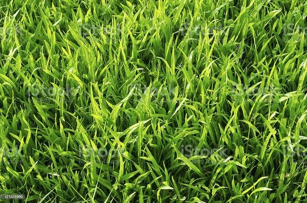 Ron's Lawn Service Logo