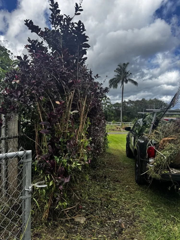 Top-rated yard cleanup service for year-round maintenance across Pearl City, HI - Ron’s Yard Service