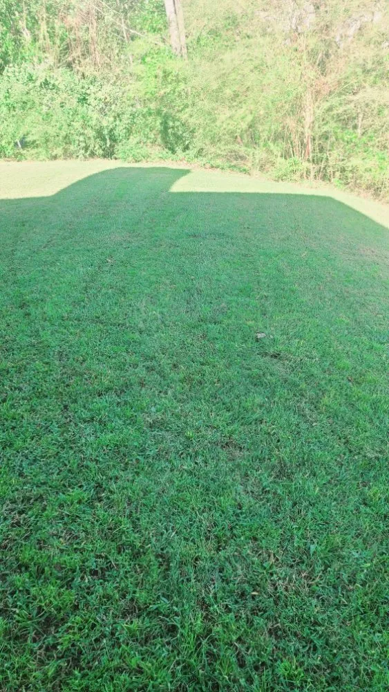 Reliable landscape design in Hampton, GA - Rony Lawn Care