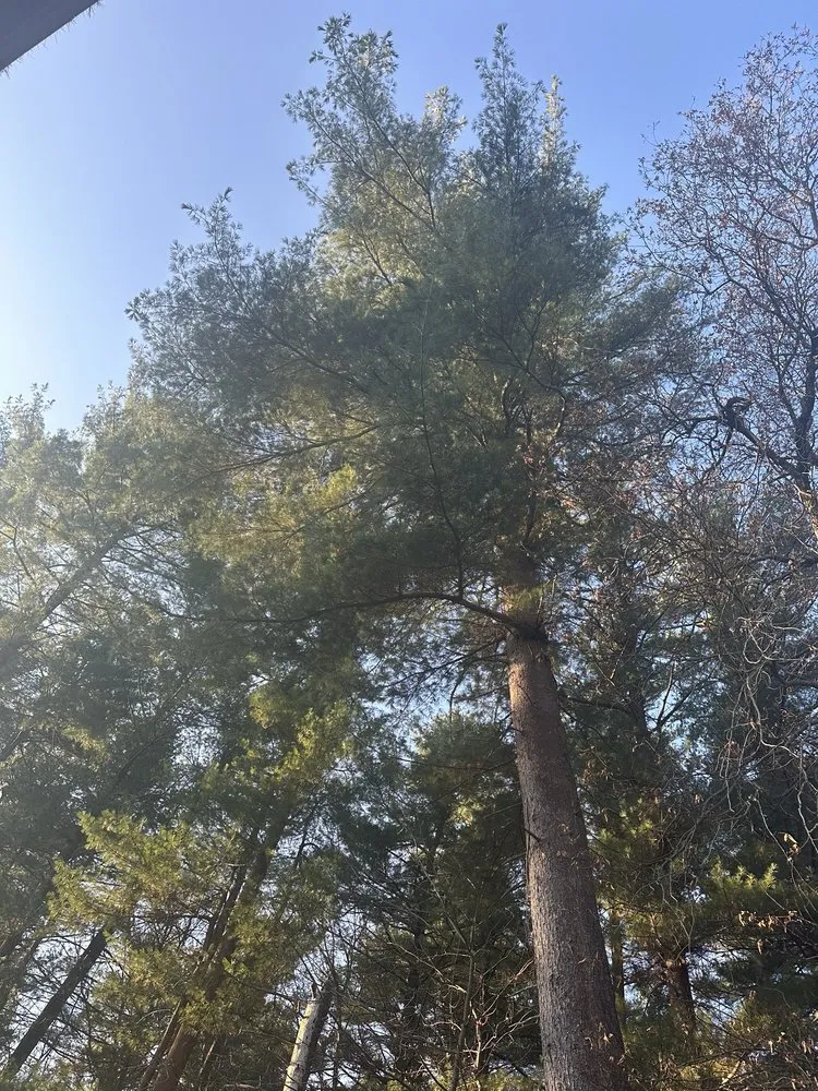 Reliable lawn mowing service for homes in Lynn, MA by Rony's Landscaping