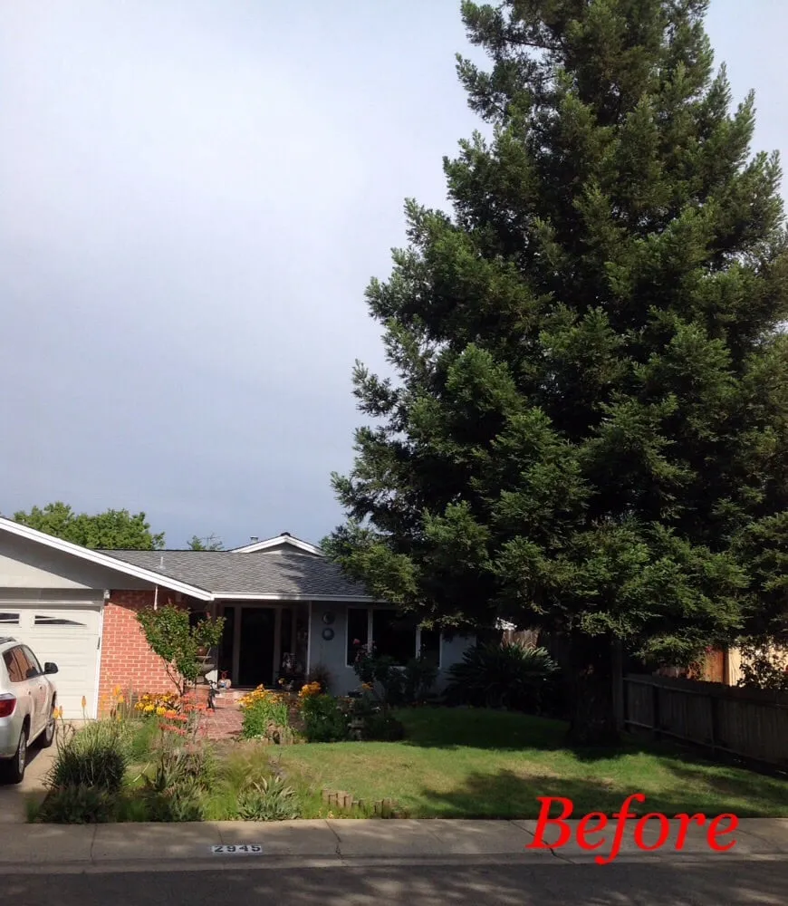 Top-rated yard cleanup service in Sacramento, CA by Roo Landscaping and Garden Care