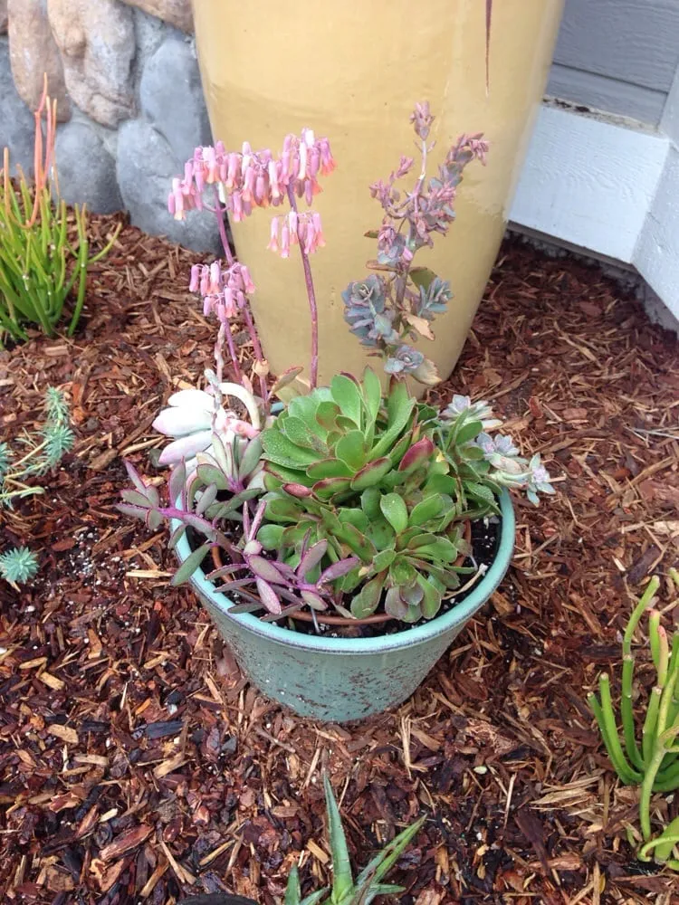 Reliable landscape design experts serving Sacramento, CA - Roo Landscaping and Garden Care