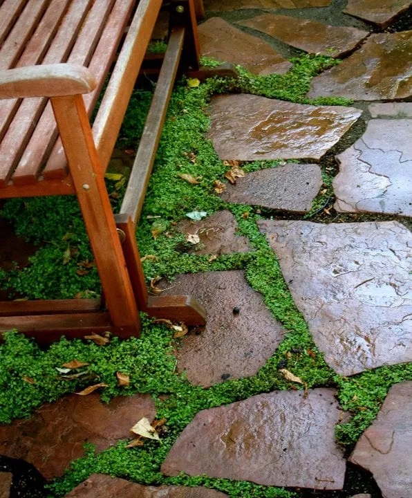 Reliable landscaping services for beautiful yards across Sacramento, CA - Roo Landscaping and Garden Care