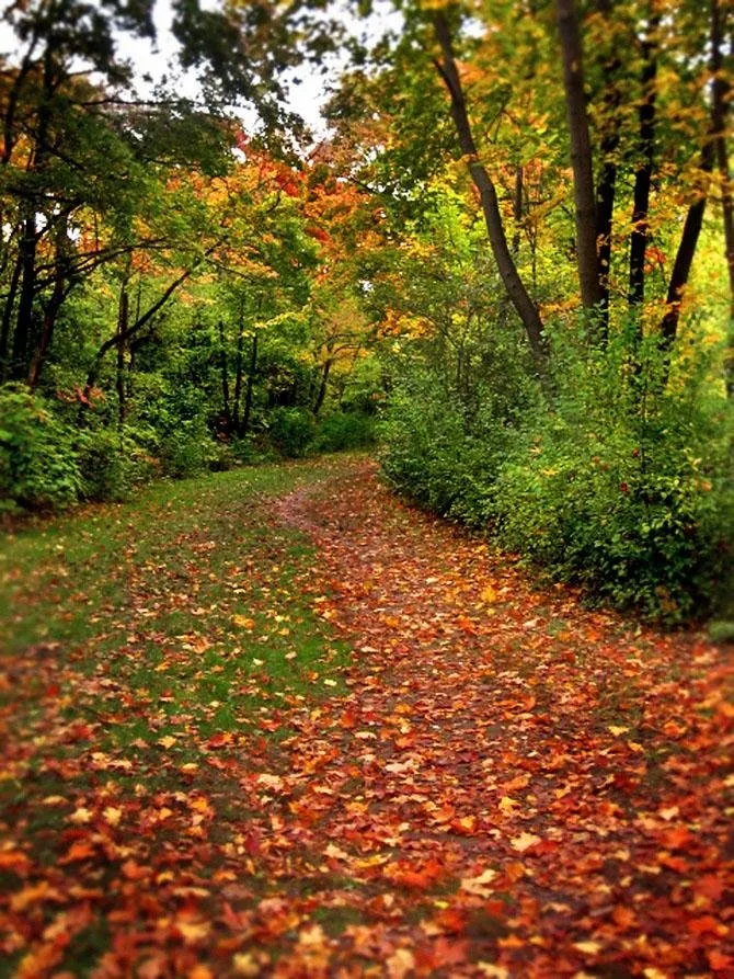 Reliable yard maintenance in Crossville, TN - Roods Reliable Leaf Cleaning