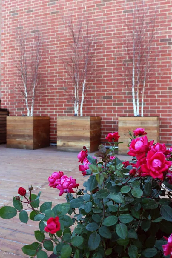 Professional landscape installation in Chicago, IL - Rooftopia