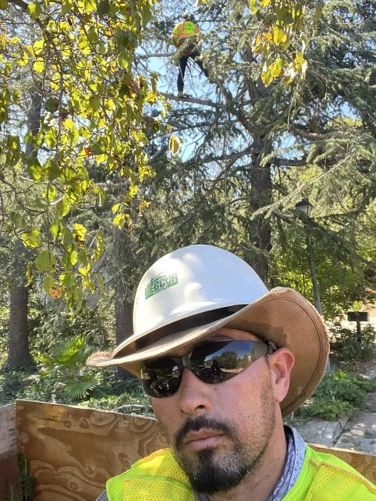 Top-rated landscaping services for beautiful yards in Menlo Park, CA by Roosters Landscape And Tree Care