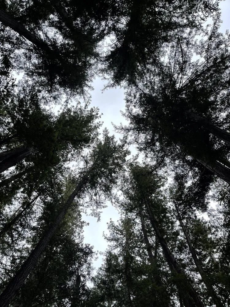 Affordable lawn mowing service for residential properties in Menlo Park, CA by Roosters Landscape And Tree Care