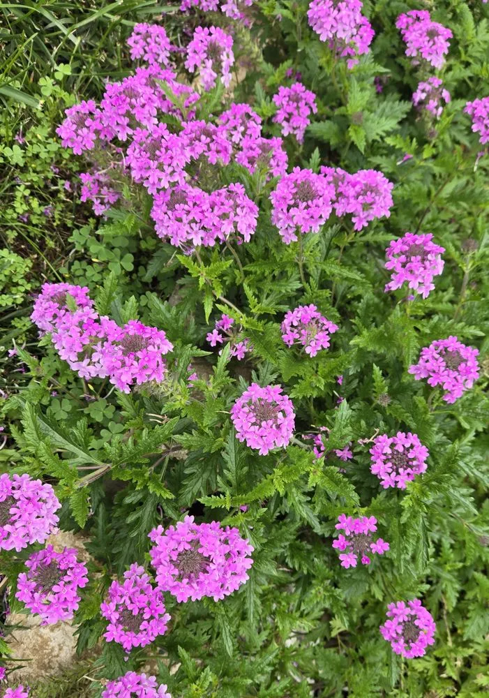 Expert garden landscaping experts serving Kansas City, MO - Root Design