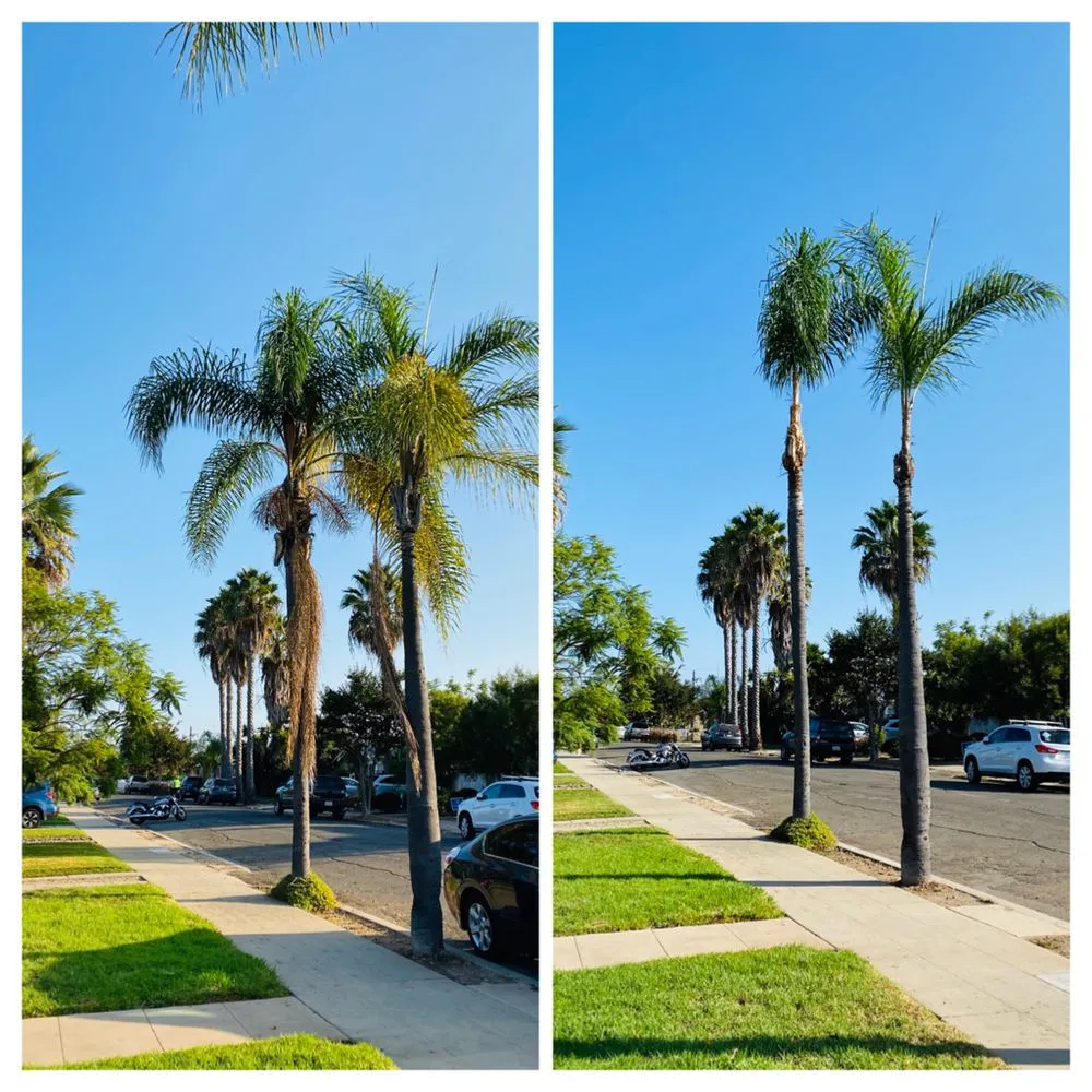 Top-rated lawn care service experts serving San Diego, CA - Rooted Garden Services