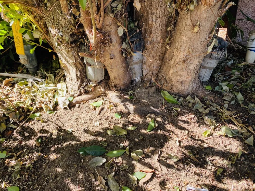 Trusted lawn care service near you across San Diego, CA - Rooted Garden Services