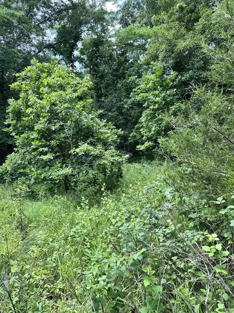 Professional landscape design experts serving Lee's Summit, MO - Rooted In Rust