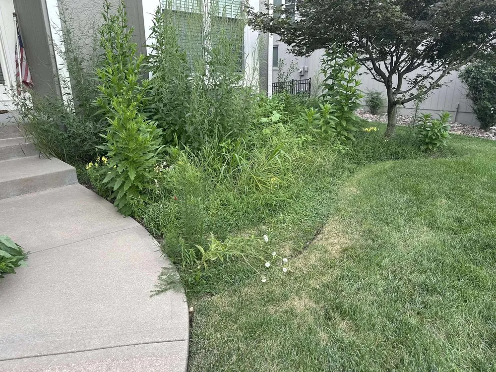 Professional yard cleanup service in Lee's Summit, MO by Rooted In Rust