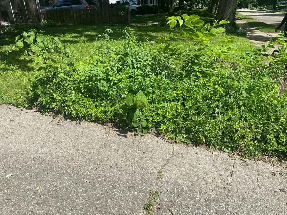 Reliable yard cleanup service in Carmel, IN by Rooted Lawn & Landscape